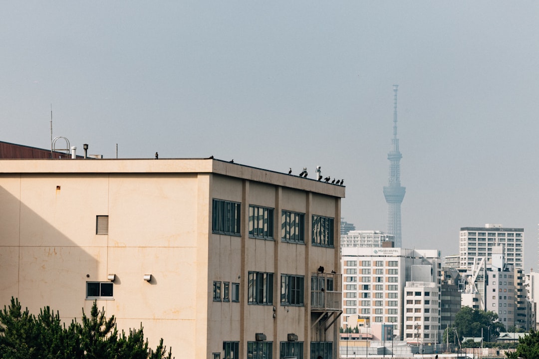 Vögel auf einem Flachdach in der Stadt — Taubenbefall an Gebäuden